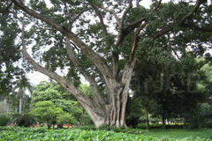 Ficus virens